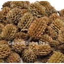 Casuarina Cones - Kasuarinen Zapfen 800 g