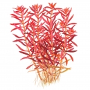 Rotala rotundifolia Blood Red - Rundblättrige Rotala | In-Vitro