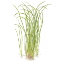 Sagittaria subulata Needle Leaf | In-Vitro